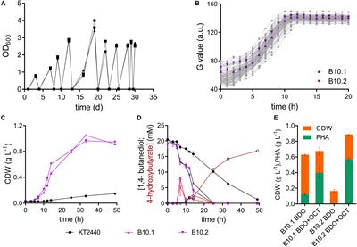 Unraveling 1,4-Butanediol Metabolism in Pseudomonas putida KT2440